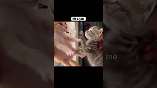 Me & You #catversion #cat #shorts #fyp #KittyPlays