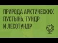 Природа арктических пустынь, тундр и лесотундр. Видеоурок по географии 8 класс