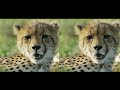 Animals 4k  3d vr by nature reel