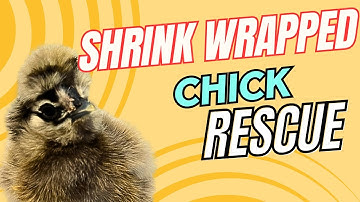 Shrink Wrapped Chick Rescue