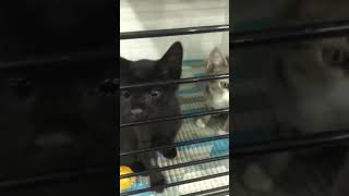 Pet barn kittens