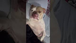 Brads Baby 🐶