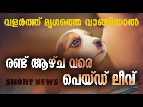 വളര്‍ത്ത് മൃഗത്തെ വാങ്ങിയാല്‍ രണ്ട് ആഴ്ച വരെ പെയ്ഡ് ലീവ് | SHORT NEWS | PAWTERNITY LEAVE