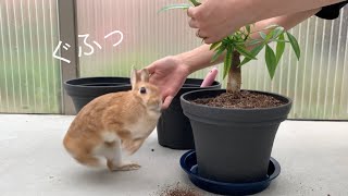 不意打ちの脇腹チョップに