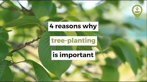 4 reasons why tree-planting is important