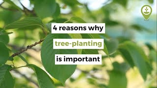 4 reasons why tree-planting is important