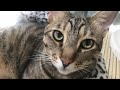 猫を呼んだら誰が一番早く来るか検証してみた！