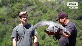 Adam's Falconry Survival Stream