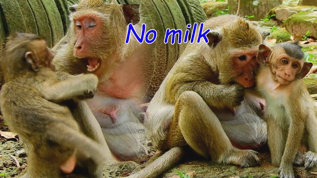 NO MILK FOR YOU ! Pity poor Polino mom PE act deny milk many time | Poor Polino try beg mom for milk