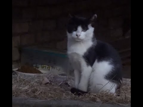 귀여운 고양이가 카페 앞에서 보초근무서기....A cute <strong>cat</strong> works sentry in front of the cafe.....Jeonju ....全州市..... <strong>KOREA</strong>