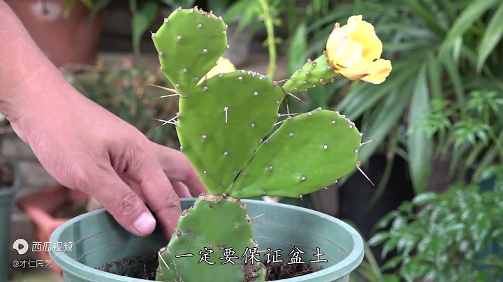 沒見過仙人掌開花？小哥的催花方法又簡單又有效 - 天天要聞