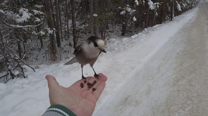 grayjay hand feeding