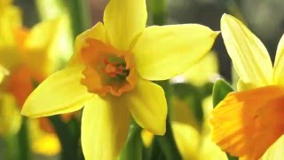 MASUREN - Blühende Blumen In Der Schönen Alten Garten