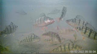 EPIC Underwater Footage! Ice Fishing JUMBO PERCH With New Lure!
