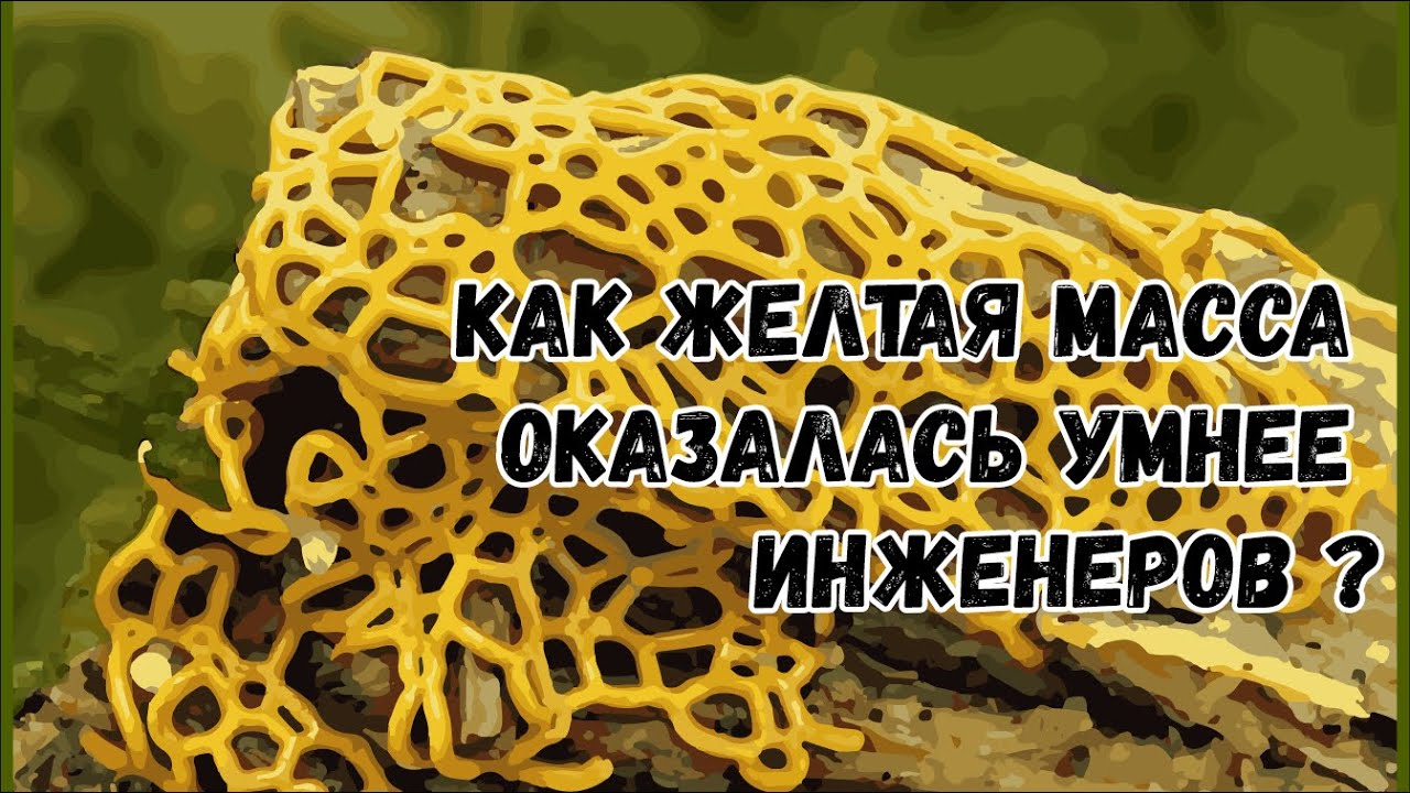 Ни гриб ни растение. Как Слизевик помогает инженерам - YouTube