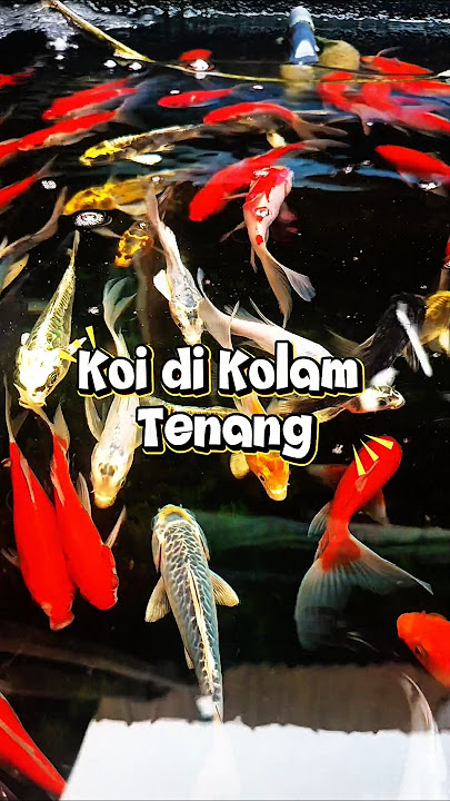 Lihat Koi di Kolam yang Tenang #koi #koifish #ikanhias #ikan #aquariumfish