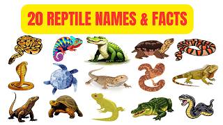 20 Reptile Names Facts Everything You Didn t Know