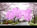 さくら舞う、こころ踊る(こまえ桜まつりPR動画)