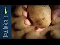 Storing Potatoes All Winter (Final Results: Mini Root Cellar Experiment)
