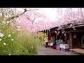 【京都】行きたかったお店とお花見スポットを巡る旅🌸|関西のお花見スポットを一挙紹介