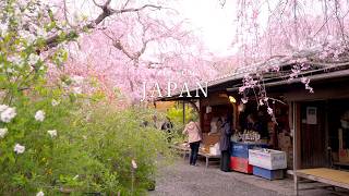 【京都】行きたかったお店とお花見スポットを巡る旅🌸｜関西のお花見スポットを一挙紹介