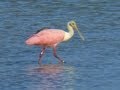 Roseate Spoonbills at Low Tide