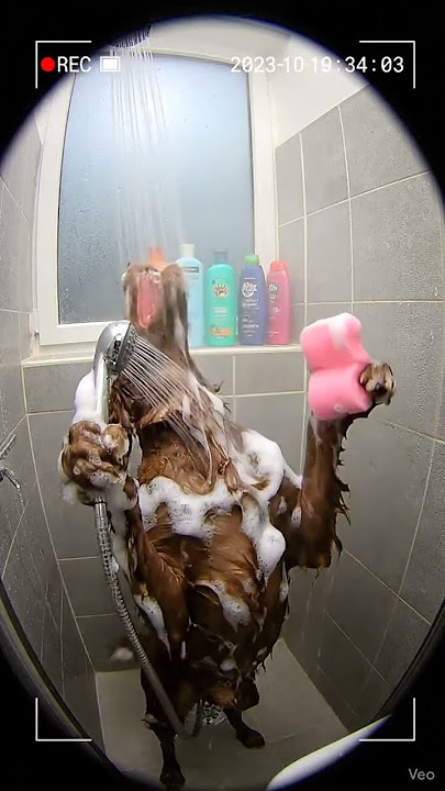 Dog in the Shower (CCTV Footage)#shorts