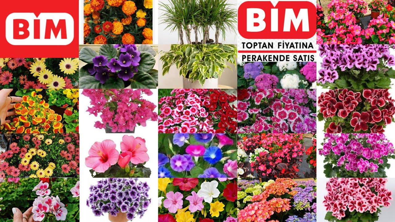 📢BİM ÇİÇEKLENDİ📢📢ÇOOK UYGUNA📢 NELER ALDIM NELER..RENGARENK ÇİÇEKLERİYLE ADA PEYZAJ