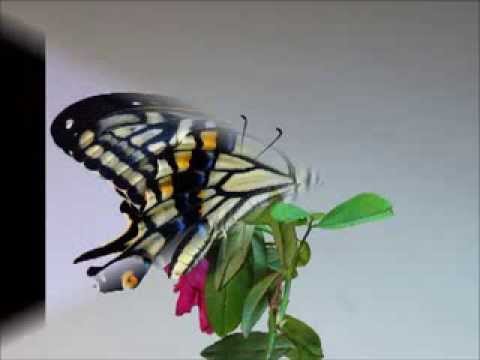 柑橘鳳蝶羽化 Youtube