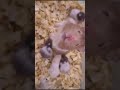 Cute baby's 🐹 #hamstercare #hamsters #hamstersale #petslover #petshop #pets #farm #shorts #farmlife