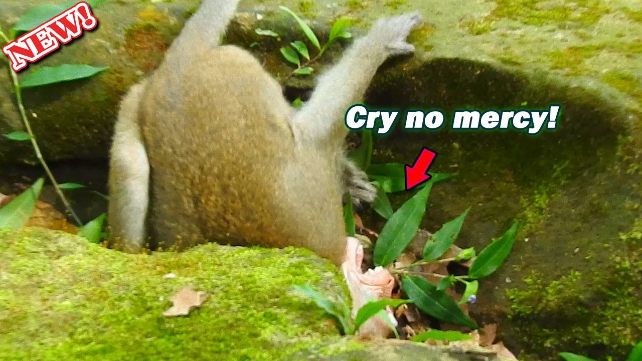 Vienna don't cry! Baby Anya, Vikki & Viola help comfort baby Vienna by no stop cry till mom comfort