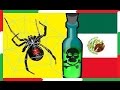 LAS ARAÑAS MAS PELIGROSAS DE MEXICO
