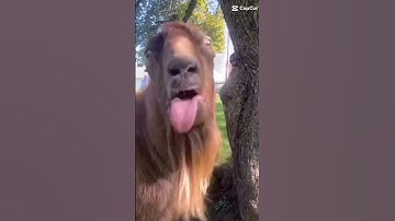 funny camel (not mine)