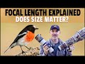 Focal Length Explained for Wildlife Photography - How Converters and Sensor Sizes Work in The Field
