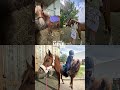 kocham ją😻😻😻 i to bardzoo #ytshorts #horse #yt #dc #fypシ #shorts #equestrian