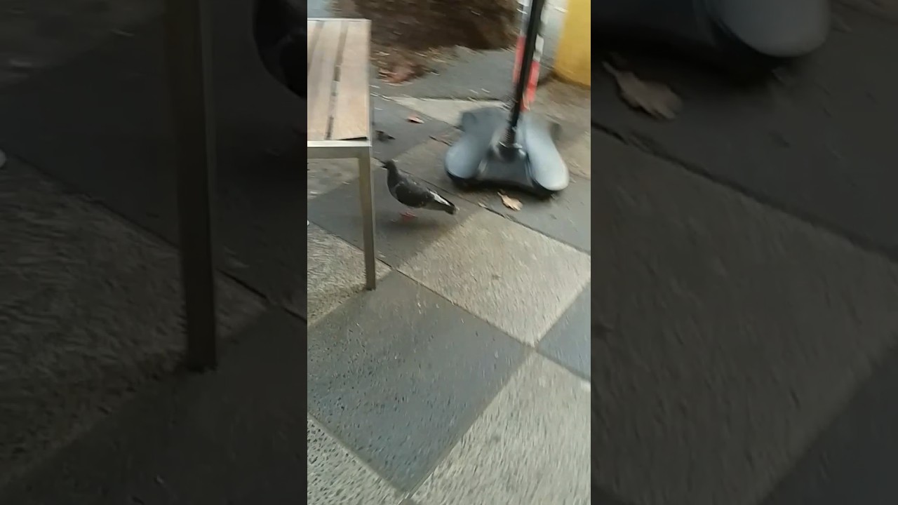 Hungry Pigeon Desperately Looking for Fast Food! 🍟🕊️ 
