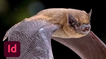 Designing a Bat-Friendly Booklet with Kieron Lewis - 1 of 3 | Adobe Creative Cloud