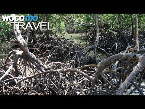 Mangroven - Bedrohte Küstenwälder in Brasilien | Gärten der Meere, Teil 2 (Dokumentation, 2008)