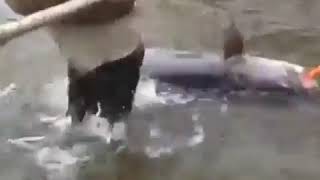 Таймень просто огромный!