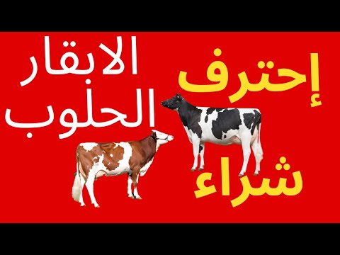 فيديو: أي خليط حليب تختار