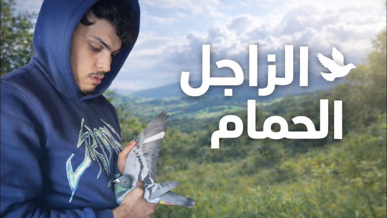 نهار راحة الحمام الزاجل بعد السباق 🕊️