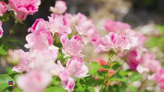 ひたち海浜公園】バラ （2025年撮影）［4K］｜【Hitachi Seaside Park