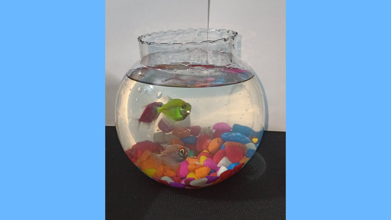 Simple fish bowl cleaning routine YouTube