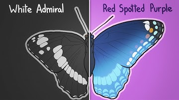 How two butterflies became one