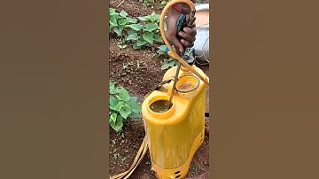 sweet potato today spray work #agriculture #shortvideo