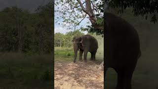 Chi Mean Enjoyed Her Durst Spa