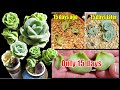 FAST GROWING SUCCULENT Graptoveria Lovely Rose - Plant care and Propagation