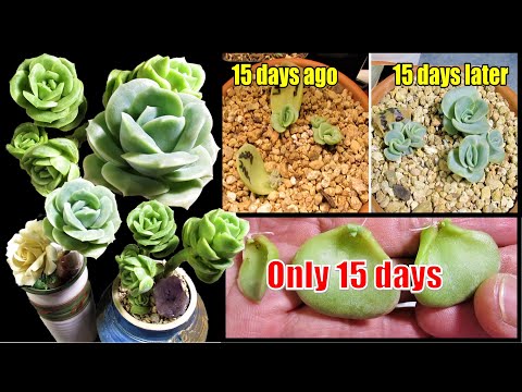 ვიდეო: გრაპტოვერია მცენარის ზრდა: შეიტყვეთ ფაიფურის მცენარეების სუკულენტების მოვლის შესახებ
