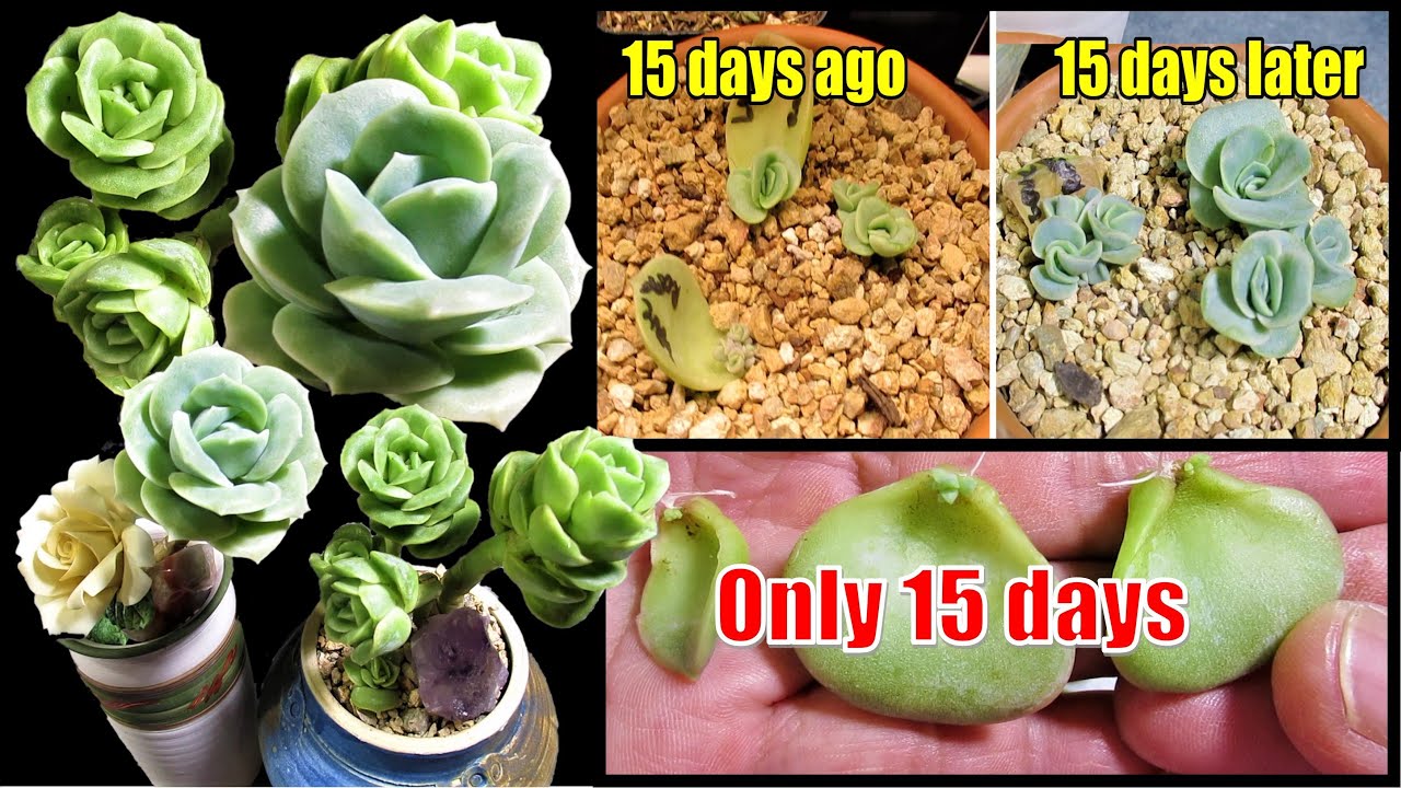 FAST GROWING SUCCULENT Graptoveria Lovely Rose - Plant care and ...