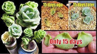 FAST GROWING SUCCULENT Graptoveria Lovely Rose  Plant care and Propagation